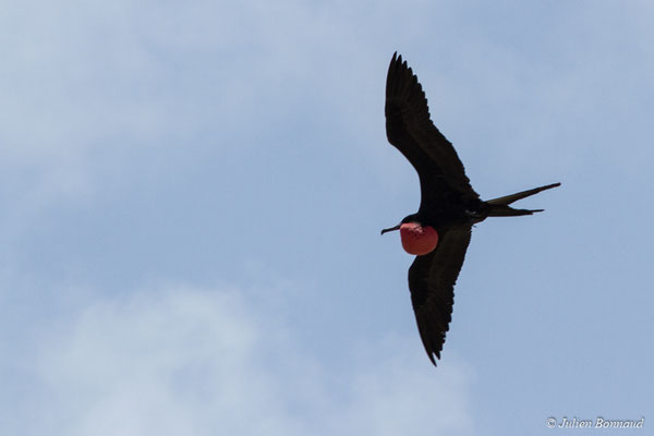 Frégate superbe — Fregata magnificens Mathews, 1914, (mâle adulte) (Île du Grand Connétable, Guyane, le 09/08/2017)