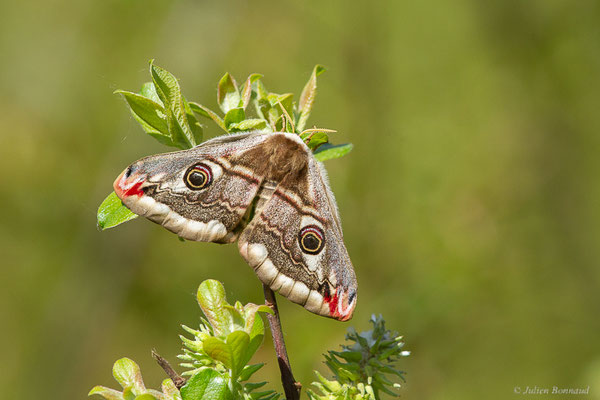 Petit Paon de Nuit — Saturnia pavonia (Linnaeus, 1758)