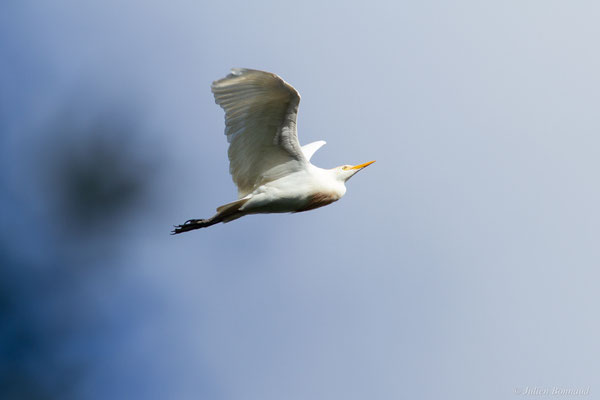 Héron garde-boeufs — Bubulcus ibis (Linnaeus, 1758), (adulte), (Saligue d'Artix (64), France, le 15/08/2019)