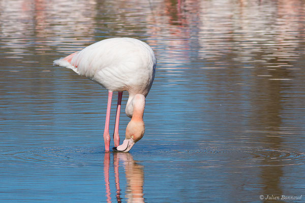 Flamant rose – Phoenicopterus roseus Pallas, 1811, (Parc ornithologique de Pont de Gau (13), France, le 20/02/2020)