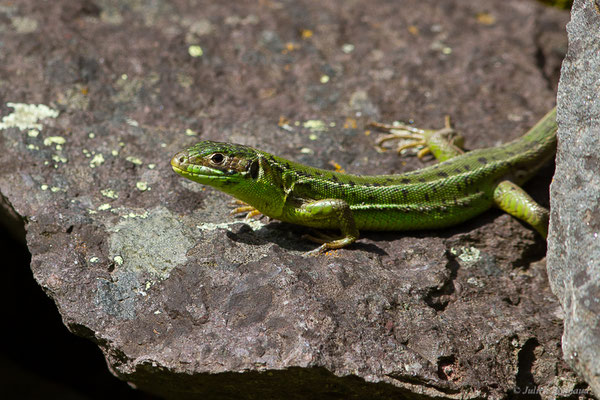 Lézard à deux raies — Lacerta bilineata (Daudin, 1802)