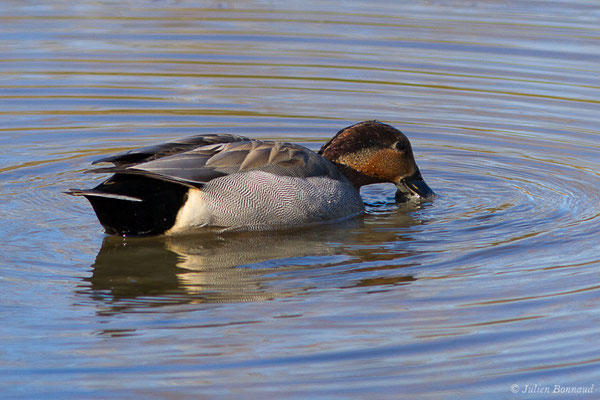 Hybride Sarcelle d'hiver — Anas crecca Linnaeus, 1758, X Canard colvert – Anas platyrhynchos Linnaeus, 1758, (Parc ornithologique de Pont de Gau (13), France, le 20/02/2020)