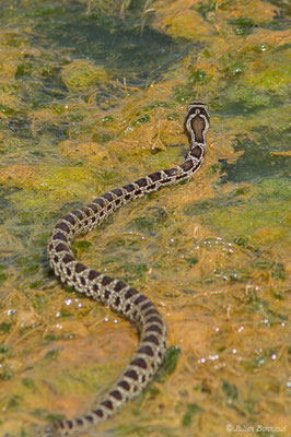 Couleuvre fer-à-cheval — Hemorrhois hippocrepis (Linnaeus, 1758)