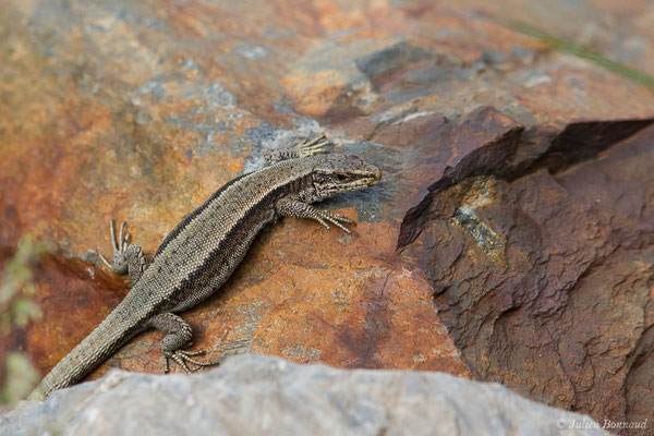 Lézard de Bonnal — Iberalacerta bonnali (Lantz, 1927)