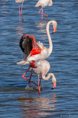 Flamant rose – Phoenicopterus roseus Pallas, 1811, (Parc ornithologique de Pont de Gau (13), France, le 20/02/2020)