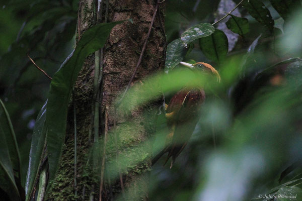 Pic mordoré — Celeus elegans (Statius Müller, 1776), (Citron, Saint-Laurent-du-Maroni, Guyane, le 29/11/2015)