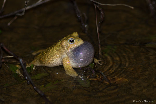 Crapaud calamite — Epidalea calamita (Laurenti, 1768)