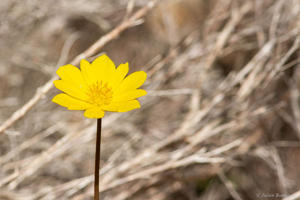 Anémone palmée — Anemone palmata L., 1753