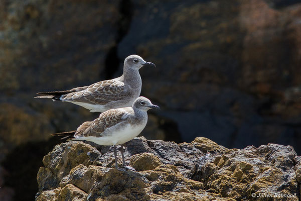 Mouette atricille — Leucophaeus atricilla (Linnaeus, 1758), (Île du Grand Connétable, Guyane, le 09/08/2017)