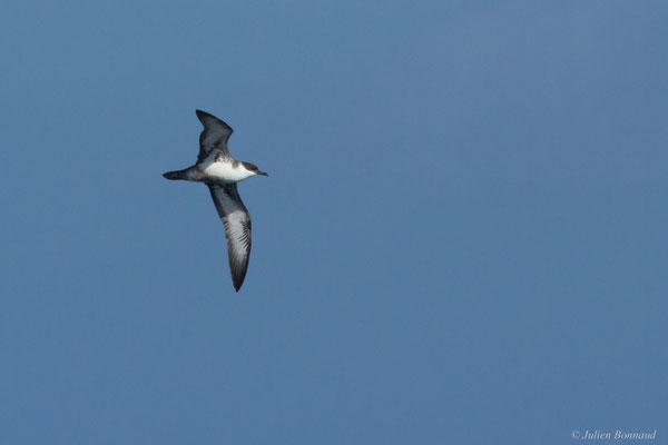 Puffin majeur — Ardenna gravis (O'Reilly, 1818)