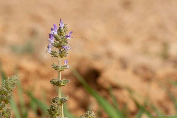 Sauge verveine — Salvia verbenaca L., 1753, (Douar Draoua (Marrakech-Tensift -Al Haouz), Maroc, le 19/02/2023)