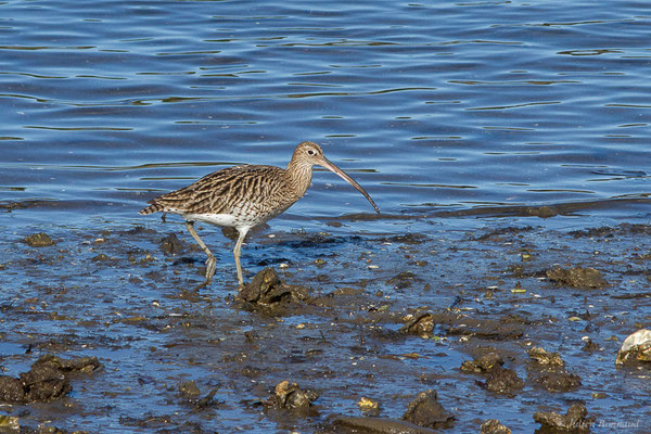 Courlis cendré — Numenius arquata (Linnaeus, 1758), (Parc écologique de Plaiaundi, Irun (Pays basque), Espagne, le 12/11/2022)