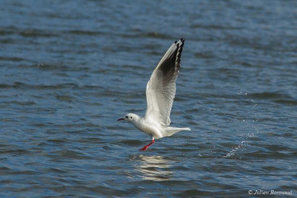 Mouette rieuse — Chroicocephalus ridibundus (Linnaeus, 1766), (adulte en plumage internuptial) (marais de Séné (56), France, le 05/02/2018)