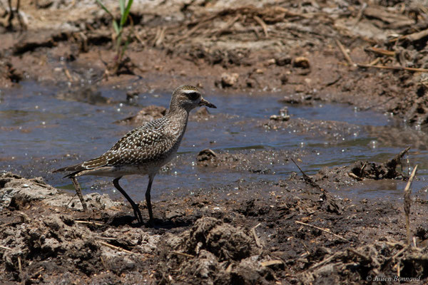 Pluvier bronzé — Pluvialis dominica (Müller, PLS, 1776), (adulte, plumage internuptial), (Marais Leblond, Cayenne, Guyane, le 26/09/2016)