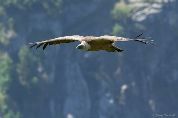 Vautour fauve — Gyps fulvus (Hablizl, 1783), (station de ski de Gourette, Eaux-Bonnes (64), France, le 27/05/2022)