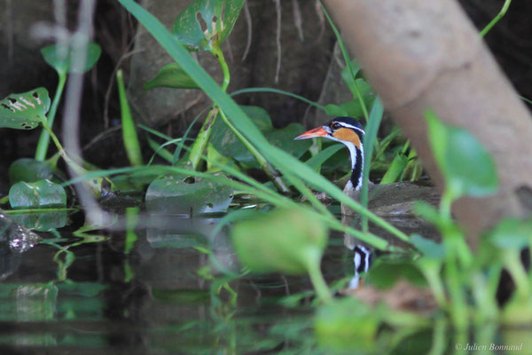 Grébifoulque d'Amérique — Heliornis fulica (Boddaert, 1783), (femelle adulte), (Réserve naturelle nationale des marais de Kaw-Roura, Guyane, le 24/01/2016)