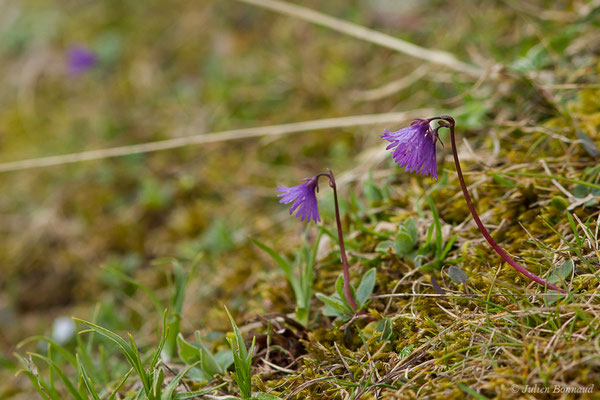 Soldanelle des Alpes – Soldanella alpina L., 1753, (Station de ski de Gourette, Eaux Bonnes (65), France, le 15/06/2020)