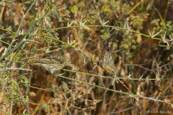 Serin cini — Serinus serinus (Linnaeus, 1766), (Salamanque (Castille-et-León), Espagne, le 07/09/2018)