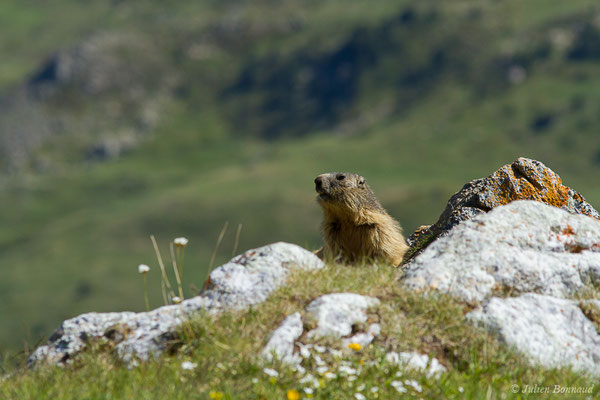 Marmotte des Alpes, Marmotte — Marmotta marmotta (Linnaeus, 1758), (Col du Pourtalet, Laruns (64), France, le 22/06/2019)