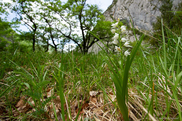 Céphalanthère à feuilles étroites — Cephalanthera longifolia (L.) Fritsch, 1888