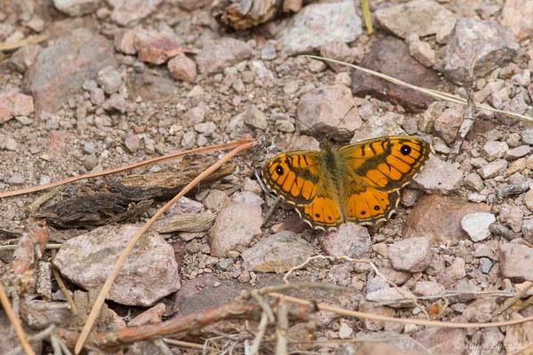 Mégère corse — Lasiommata paramegaera (Hübner, 1824), (Asco (2B), France, le 10/09/2019)