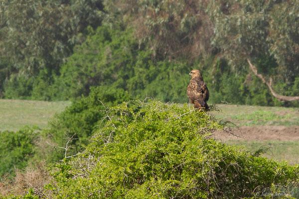 Buse féroce — Buteo rufinus (Cretzschmar, 1827), (Rabat (Rabat-Salé-Kénitra) le 21/01/2022)