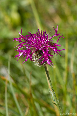 Centaurée scabieuse — Centaurea scabiosa L., 1753
