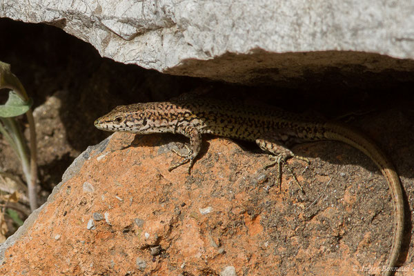 Lézard de Vaucher — Podarcis vaucheri (Boulenger, 1905)