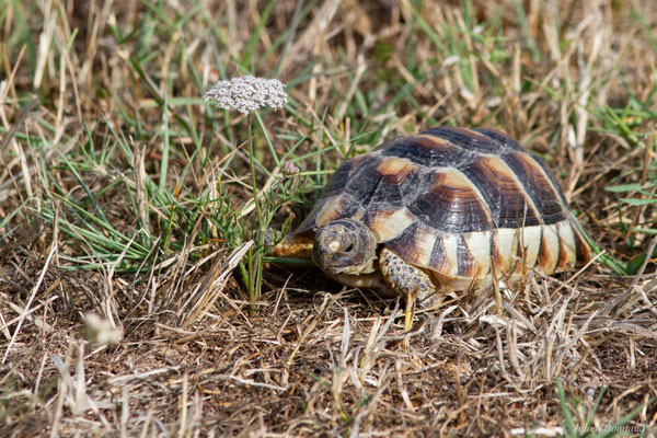 Tortue marginée — Testudo marginata Schoepff, 1793, (juvénile), (animal captif)