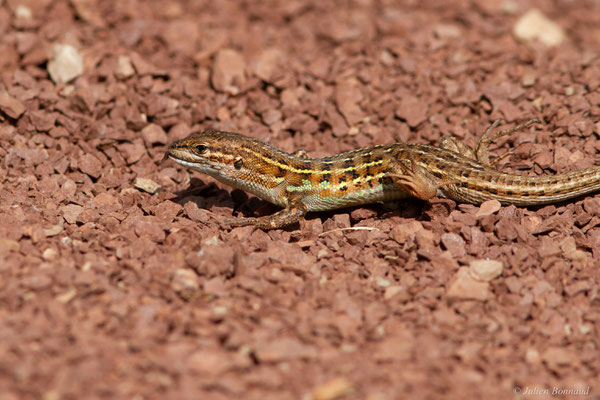 Psammodrome d'Edwards — Psammodromus edwarsianus (An. Dugès, 1829), (Lac du Salagou, Clermont-l'Hérault (34), France, le 02/05/2025)