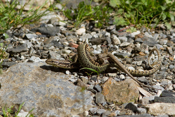 Lézard des murailles — Podarcis muralis (Laurenti, 1768), (accouplement) (Etsaut (64), France, le 30/04/2019)