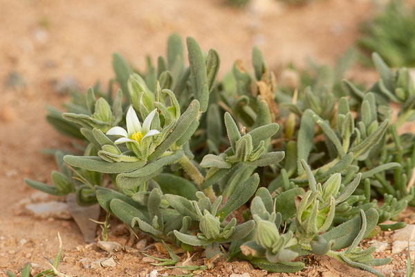  Aizoanthemum hispanicum (L.) H.E.K.Hartmann, (Douar Draoua (Marrakech-Tensift -Al Haouz), Maroc, le 19/02/2023)