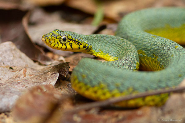 Xénodon vert — Xenodon werneri Eiselt, 1963, (mine d'or Espérance, Apatou, Guyane, le 12/05/2017)