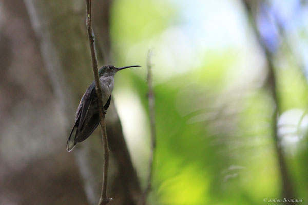 Campyloptère à ventre gris — Campylopterus largipennis (Boddaert, 1783)