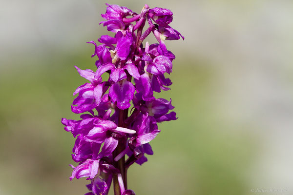 Orchis mâle — Orchis mascula (L.) L., 1755, (Station de ski de La Pierre Saint-Martin, Arette (64), France, le 30/05/2022)