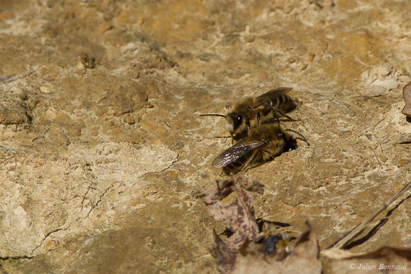 Collète lapin – Colletes cunicularius (Linnaeus, 1761), (Uzeins (64), France, le 16/02/2019)