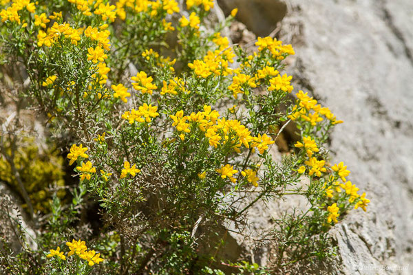 Genêt d'Espagne — Genista hispanica L., 1753