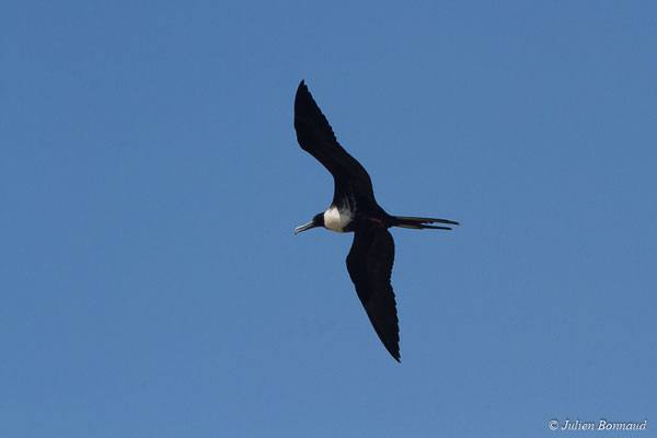 Frégate superbe — Fregata magnificens Mathews, 1914, (Saint-Anne, Guadeloupe, le 15/05/2016)