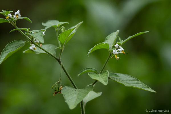 Morelle noire — Solanum nigrum L., 1753, (Lacq (64), France, le 02/07/2020)