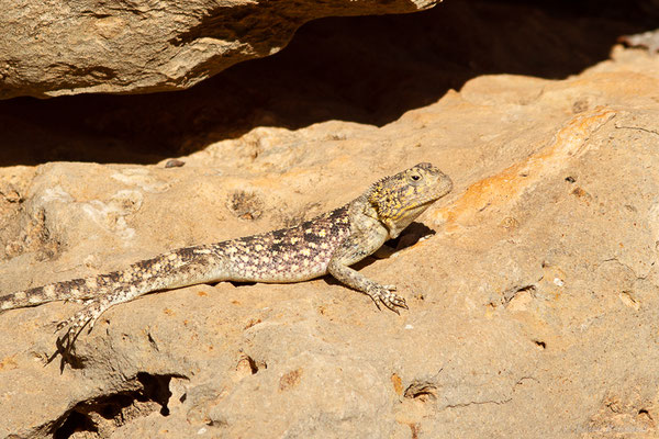 Agame de Bibron — Agama impalearis Boettger, 1874