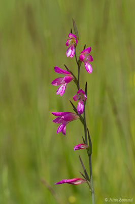 Glaïeul des moissons — Gladiolus italicus Mill., 1768
