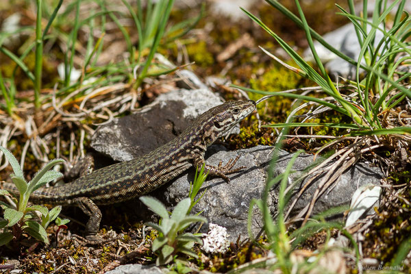 Lézard des murailles — Podarcis muralis (Laurenti, 1768)