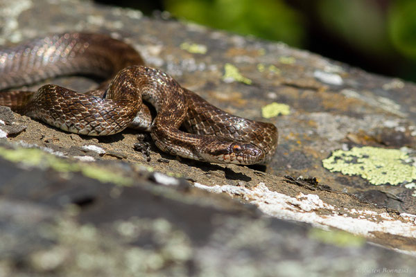 Coronelle girondine — Coronella girondica (Daudin, 1803)