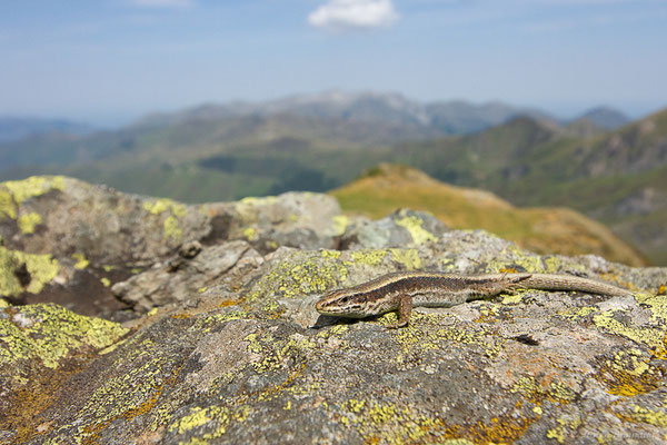Lézard de Bonnal — Iberalacerta bonnali (Lantz, 1927), (station de ski de Gourette, Eaux-Bonnes (64), France, le 10/08/2022)