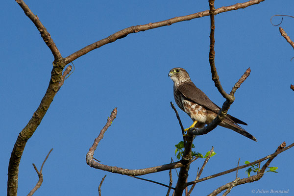 Faucon émerillon — Falco columbarius Linnaeus, 1758, (Route de Guatémala, Guyane le 04/12/2016)