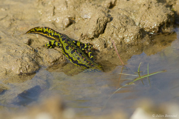 Triton marbré — Triturus marmoratus (Latreille, 1800)