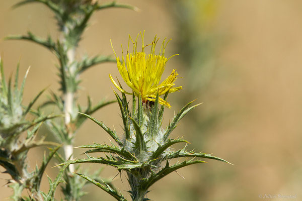 Carthame laineux — Carthamus lanatus L., 1753