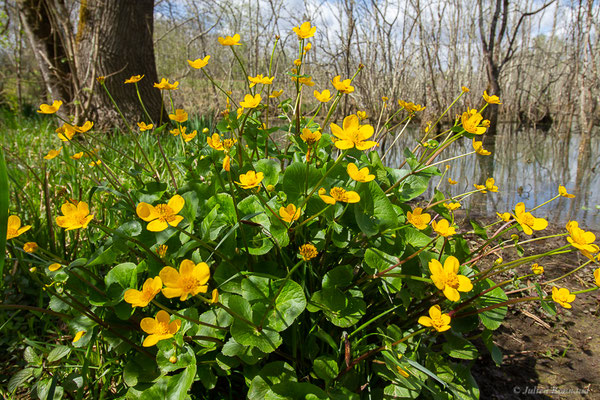Populage des marais — Caltha palustris L., 1753
