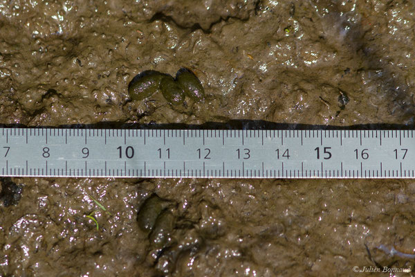 Campagnol amphibie – Arvicola sapidus Miller, 1908, (crottes) (Adé (65), France, le 01/07/2021)