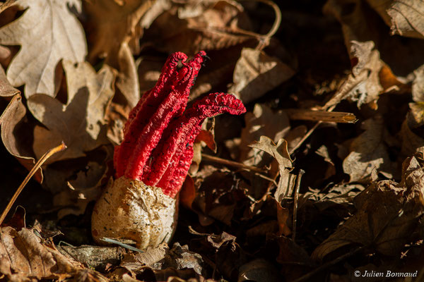 Anthurus d'archer — Clathrus archeri (Berk.) Dring
